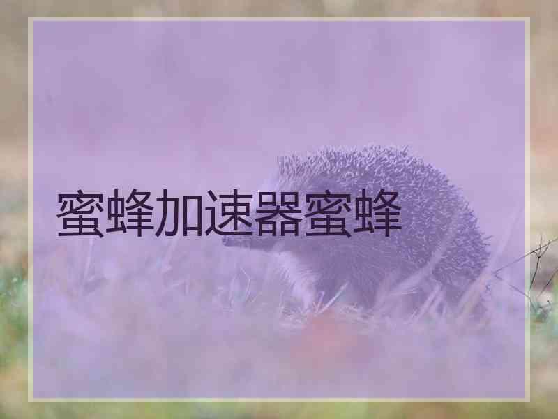蜜蜂加速器蜜蜂